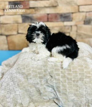 Shih Tzu – 29465