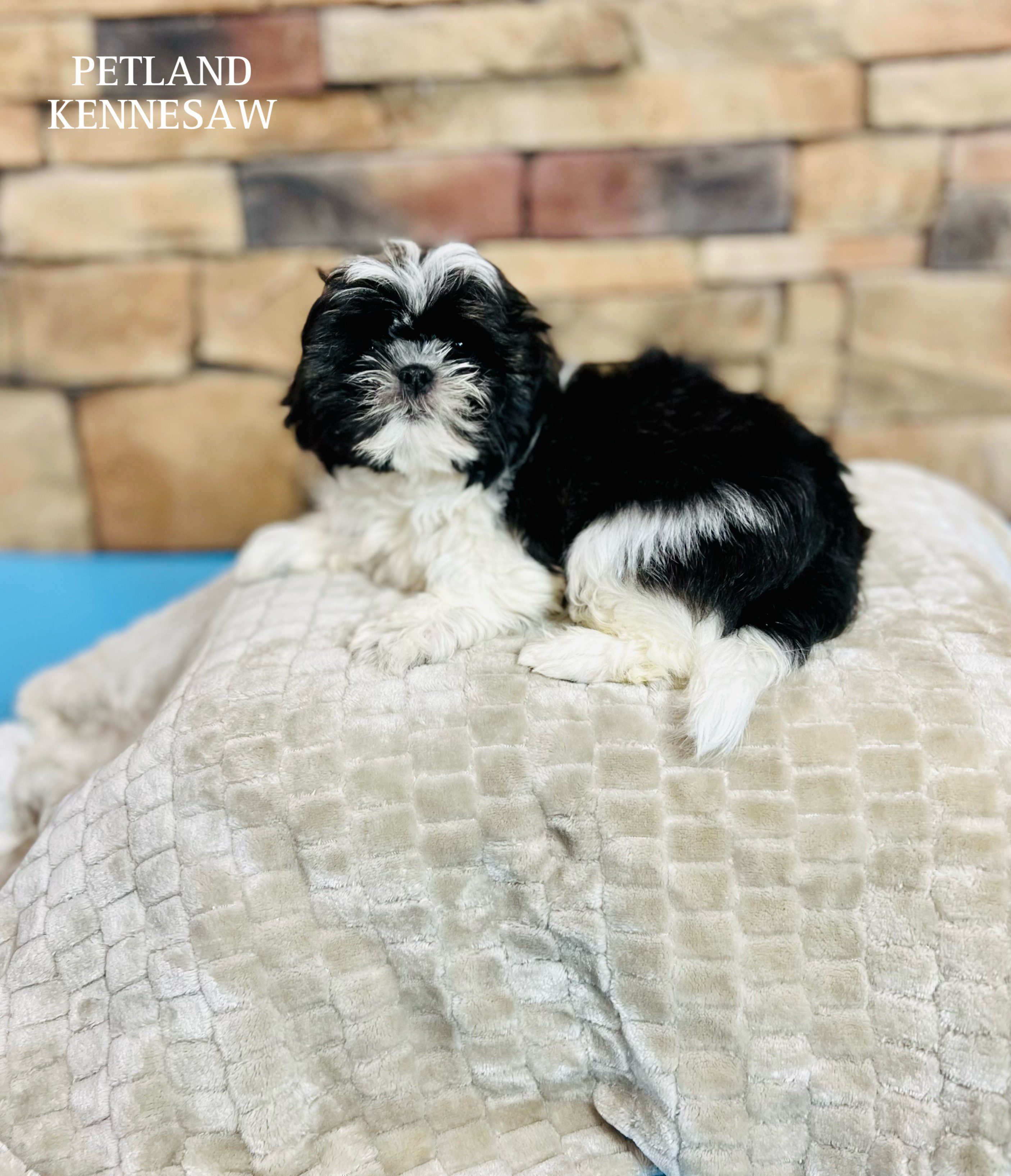 Shih Tzu - 29465 Image #1