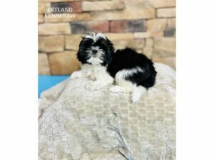 Shih Tzu-Dog-Male-Tri-Colored-29465-Petland Kennesaw, Georgia