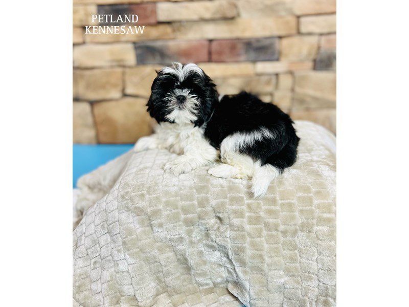Shih Tzu Dog Male Tri-Colored 29465