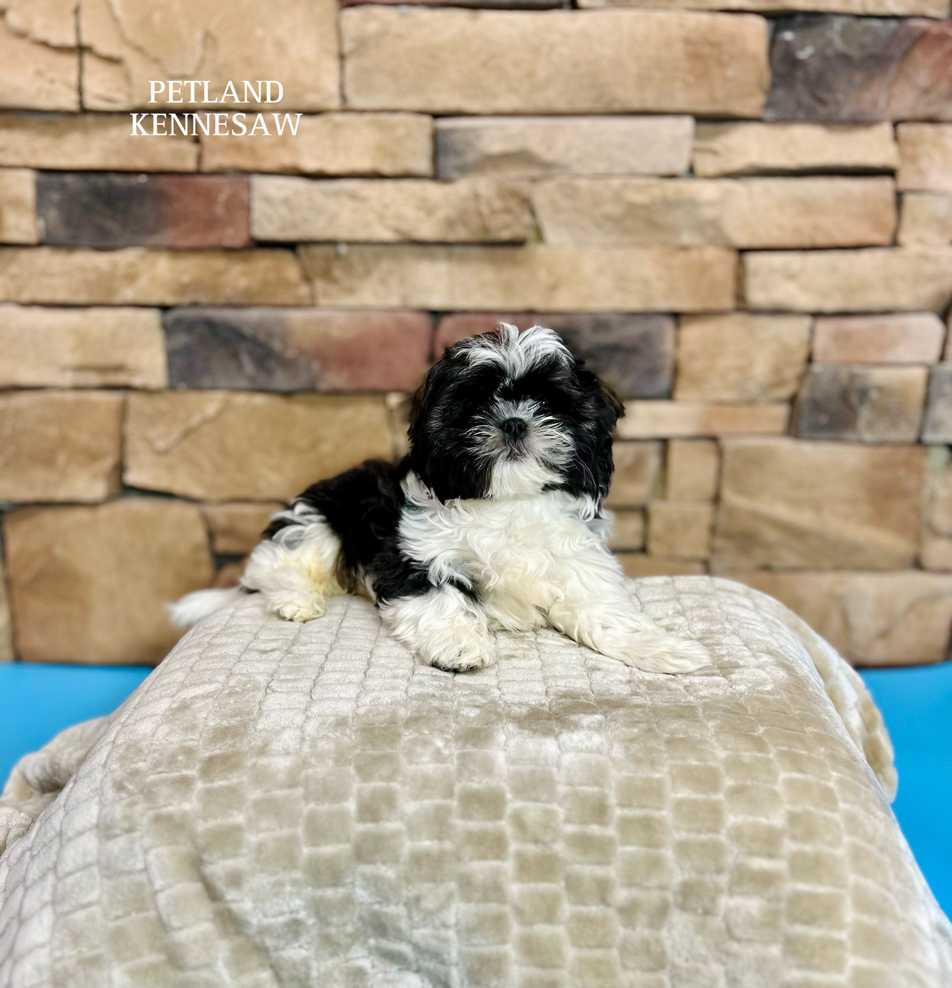 Shih Tzu - 29465 Image #3