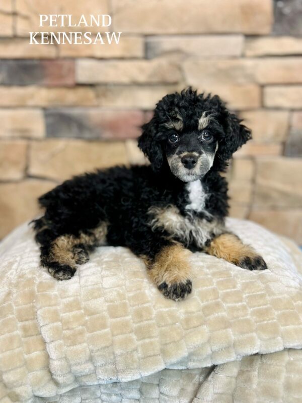 Miniature Poodle – 29466