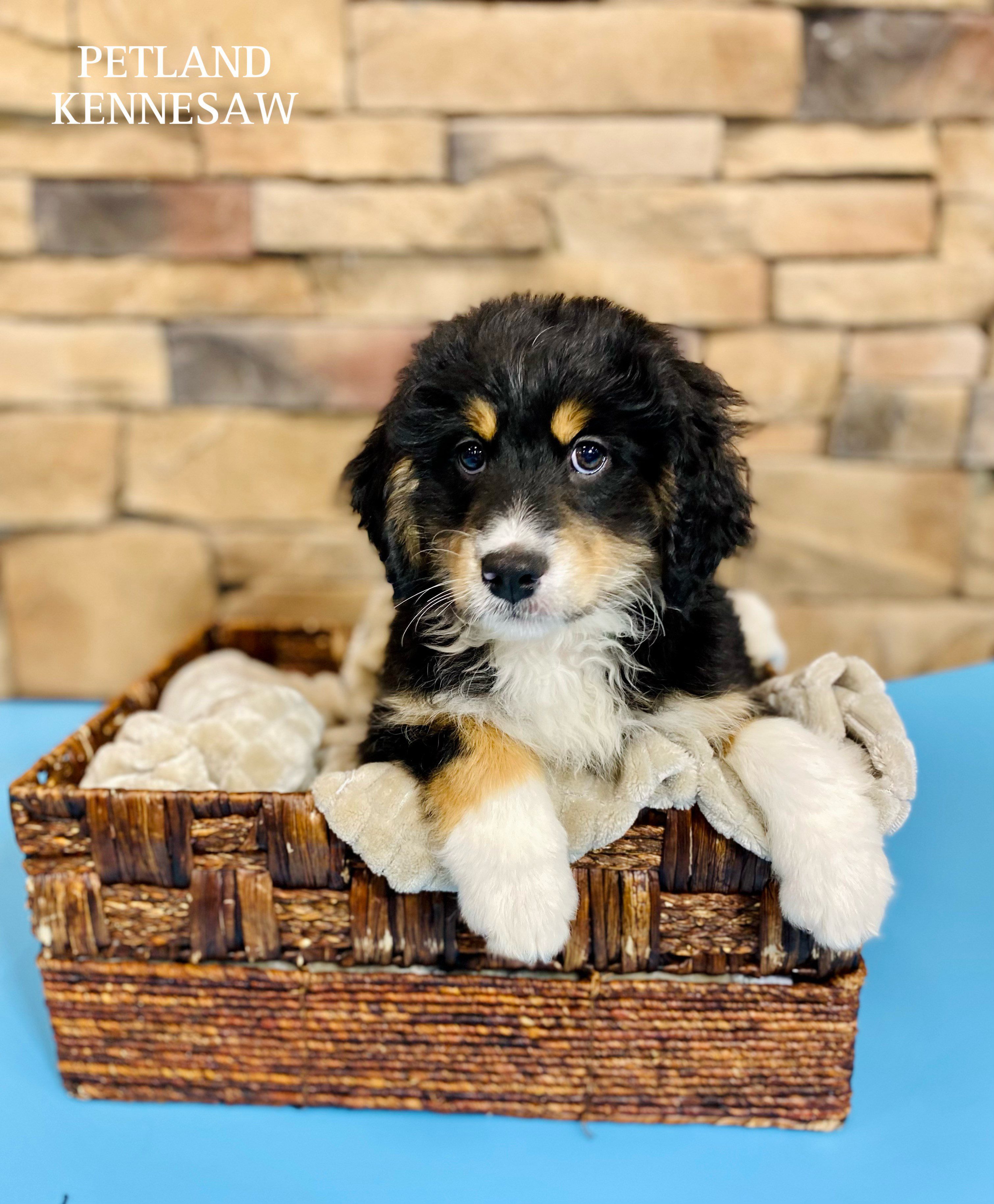 Mini Bernadoodle - 29470 Image #1