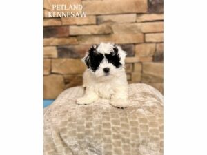 Teddy Bear-Dog-Male-Black / White-29471-Petland Kennesaw, Georgia