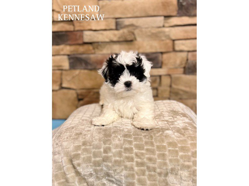 Teddy Bear Dog Male Black / White 29471