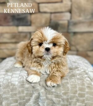 Shih Tzu – 29496