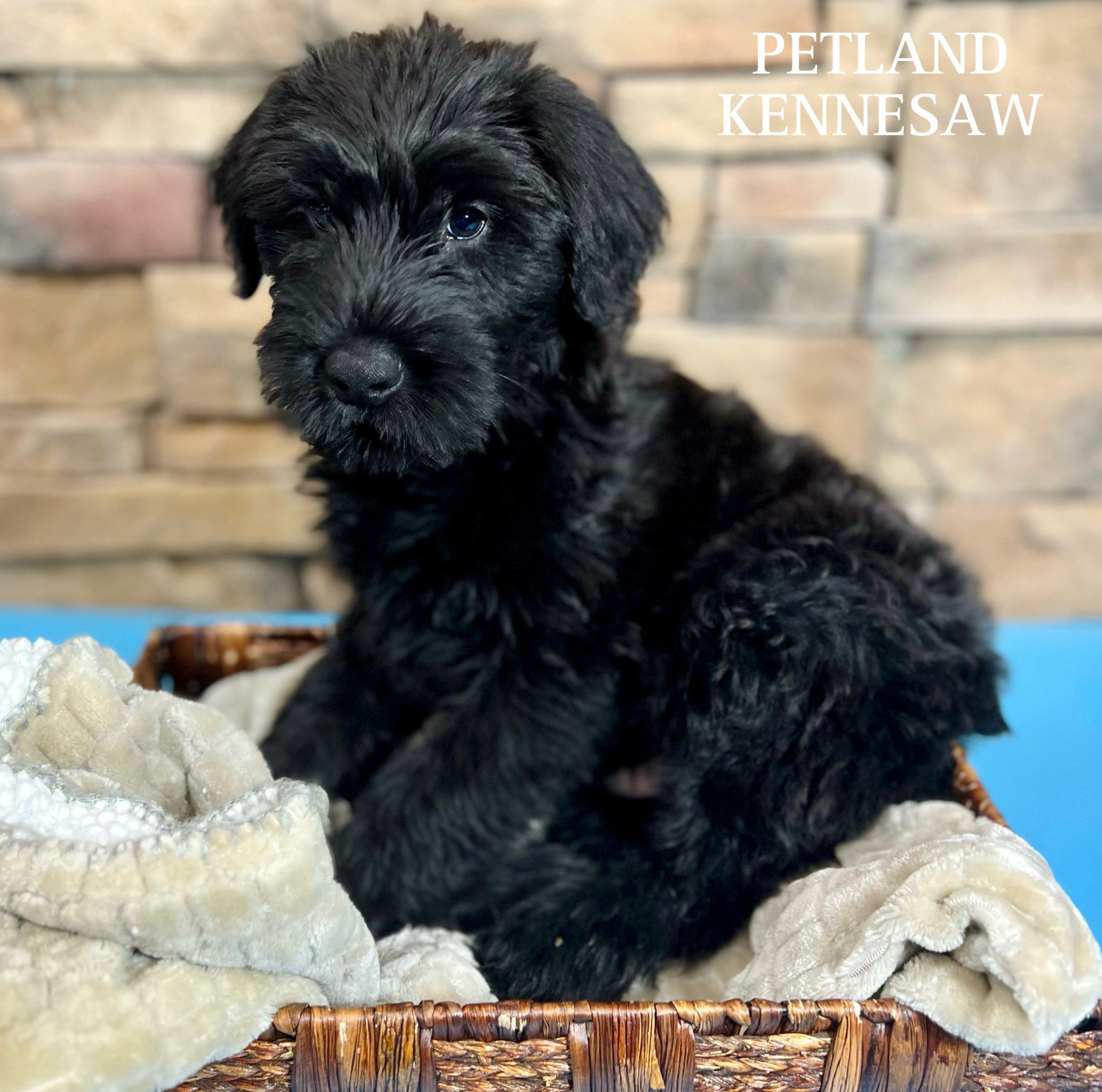 Giant Schnauzer - 29493 Image #1
