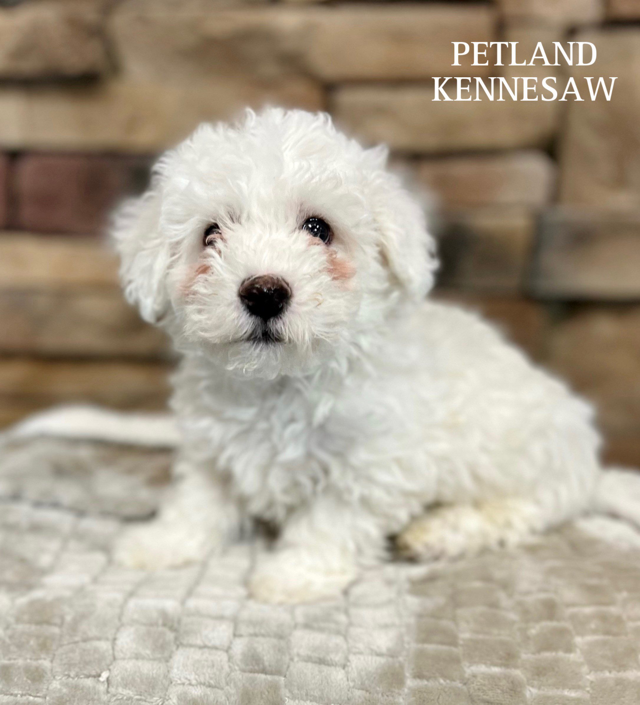 Bichon Frise - 29489 Image #3