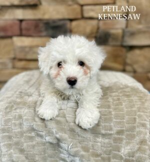 Bichon Frise – 29489