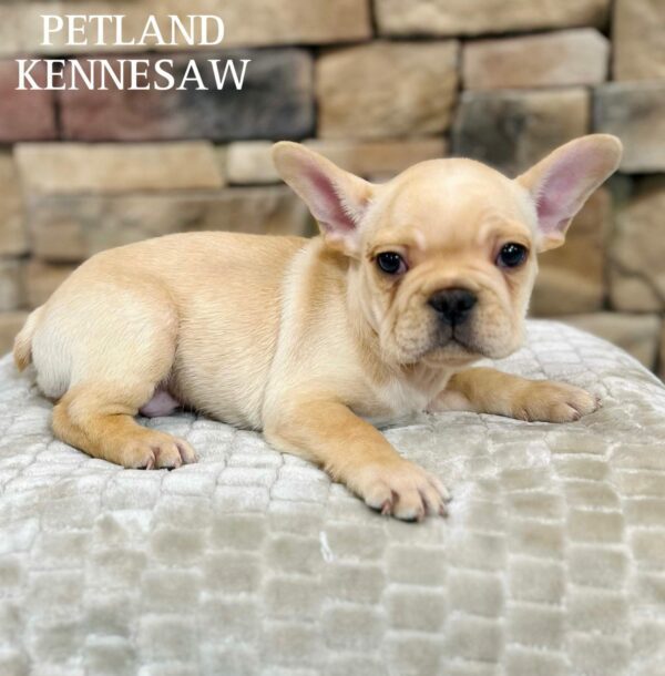 French Bulldog – 29488