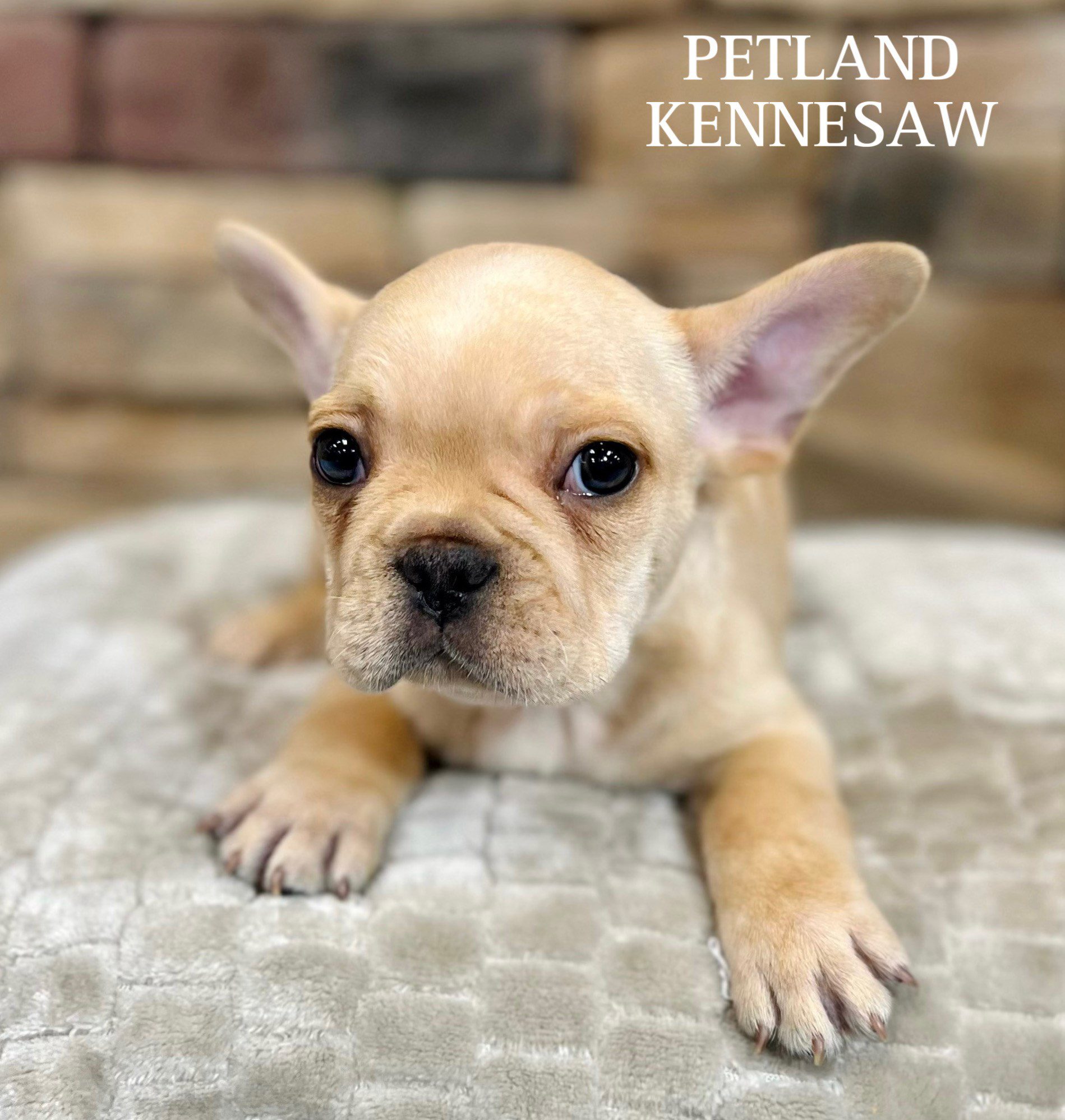 French Bulldog - 29488 Image #2