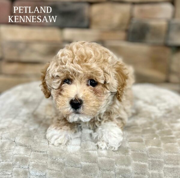 Dogs & Puppies for Sale Near Atlanta Petland Kennesaw,
