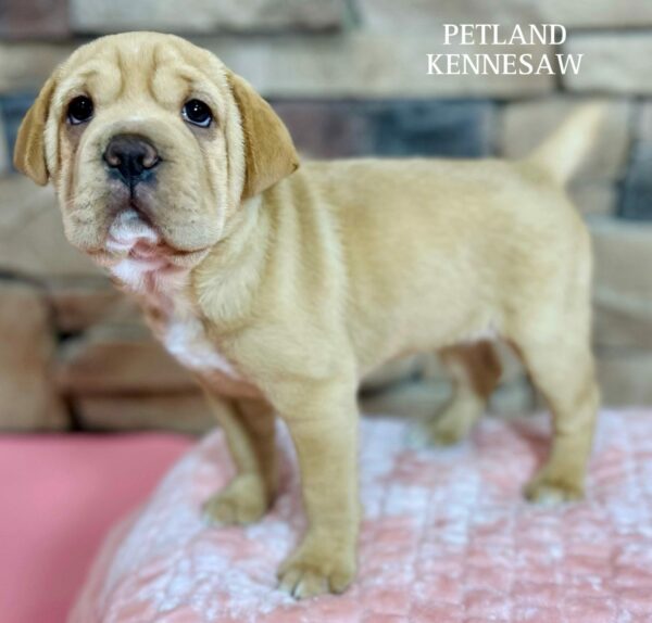 Mini Hippo – 29481