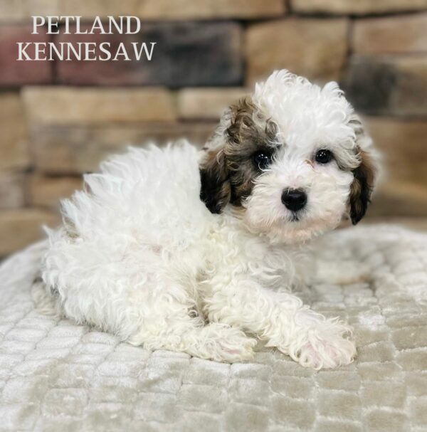 Miniature Poodle – 29480