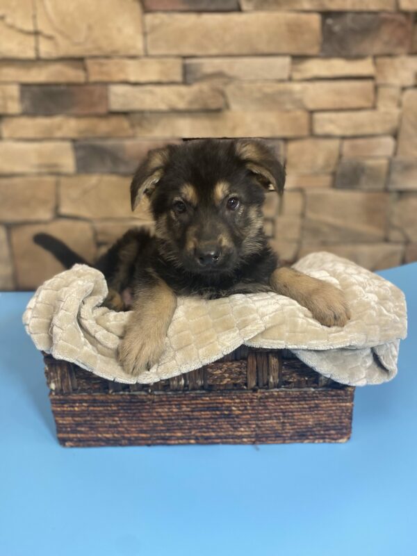 German Shepherd Dog – 29455