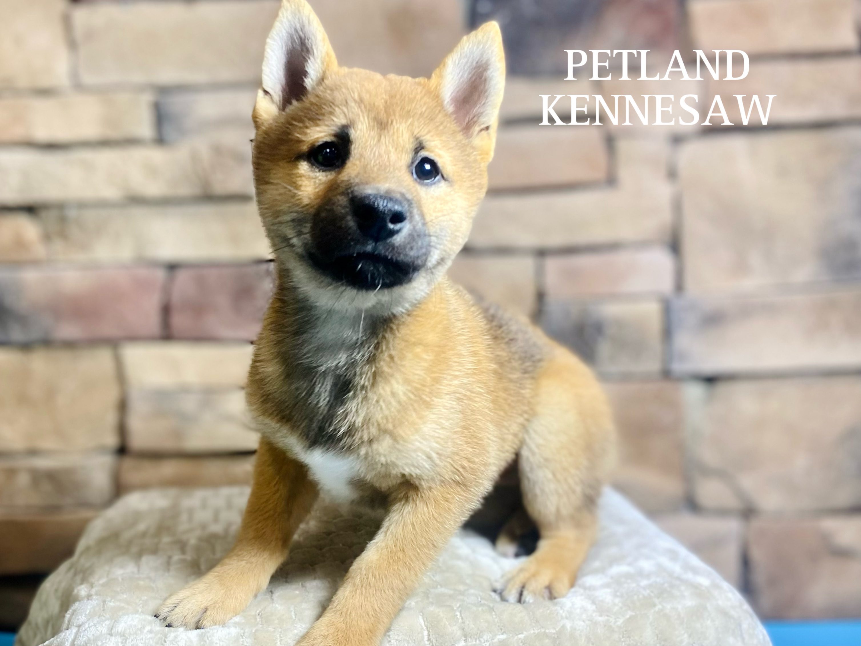 Shiba Inu - 29535 Image #2