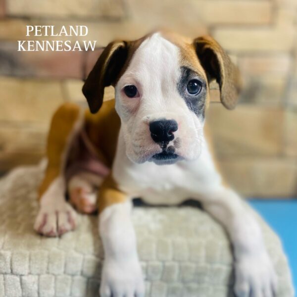 Boxer – 29556