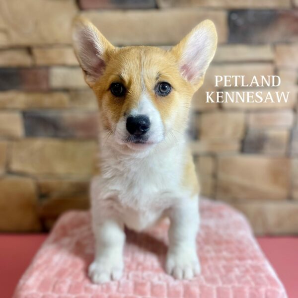 Pembroke Welsh Corgi – 29560