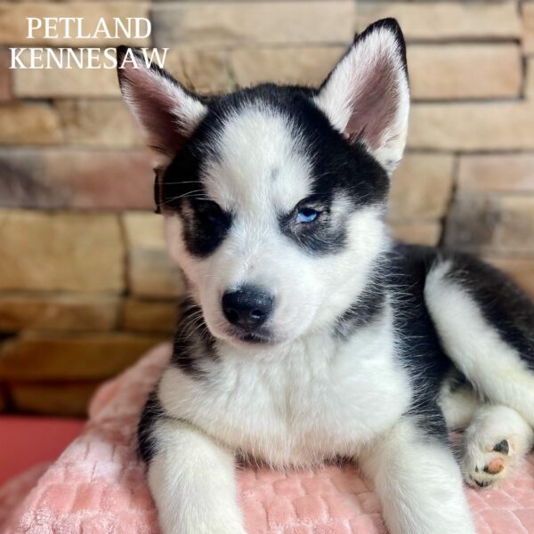 Siberian Husky – 29552