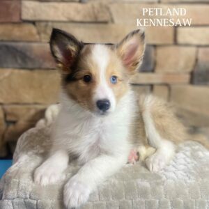 Shetland Sheepdog – 29562
