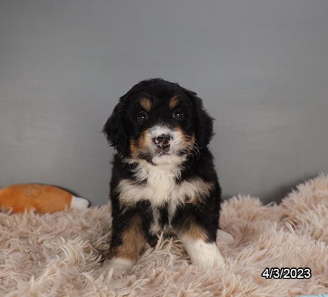 Mini Bernadoodle - 29470 Image #2