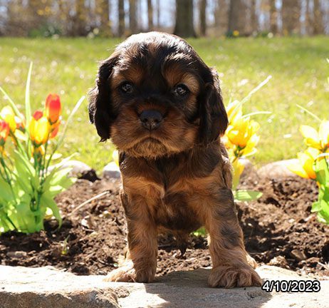 Cocker Spaniel - 29533 Image #2