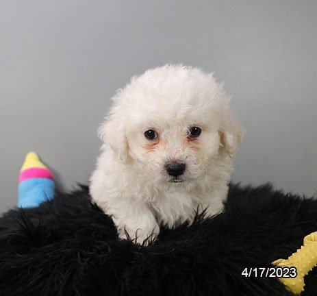 Bichon Frise - 29531 Image #2