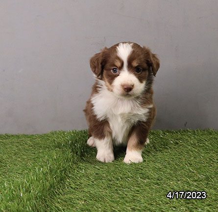 Miniature Australian Shepherd - 29529 Image #2