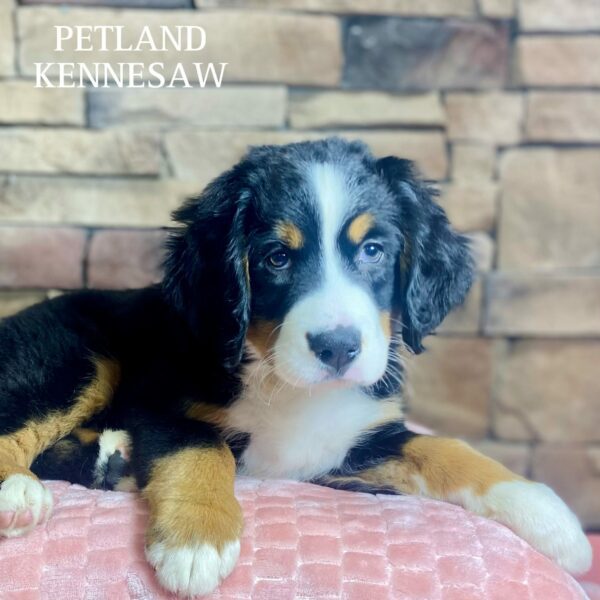 Bernese Mountain Dog – 29510