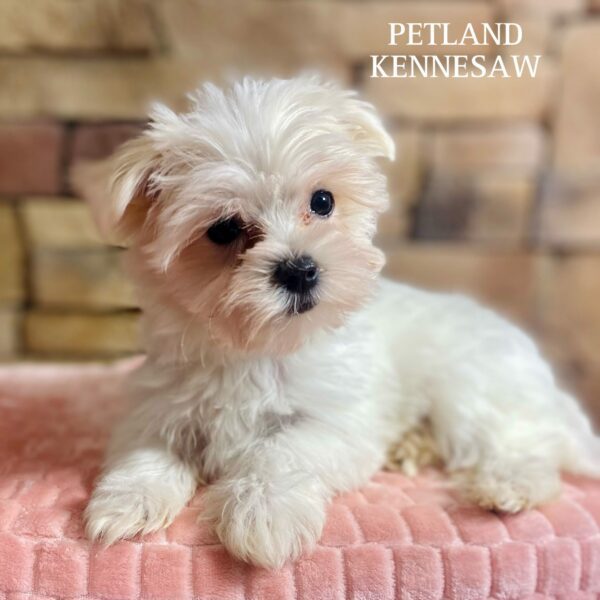 Maltese – 29541