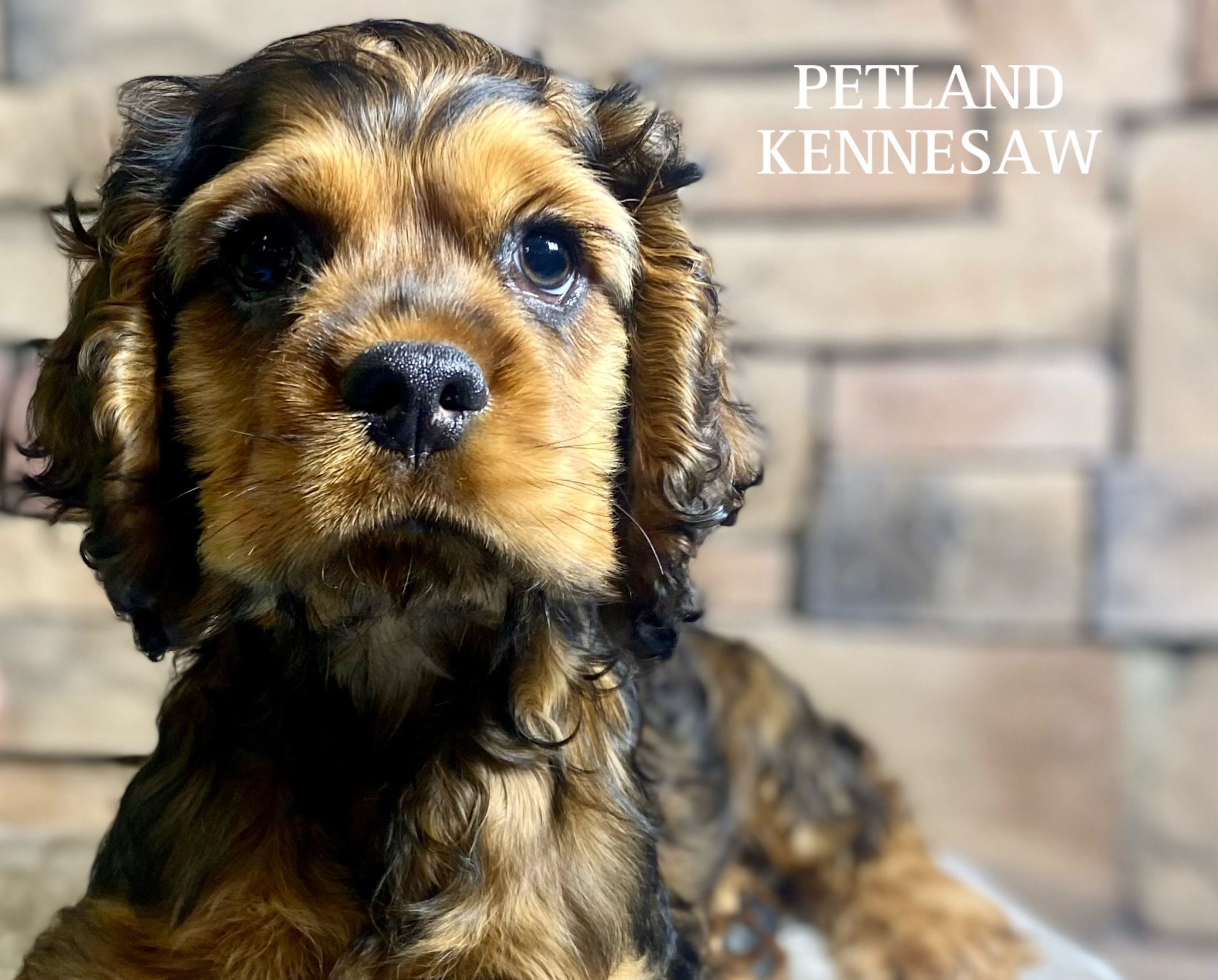 Cocker Spaniel - 29533 Image #3