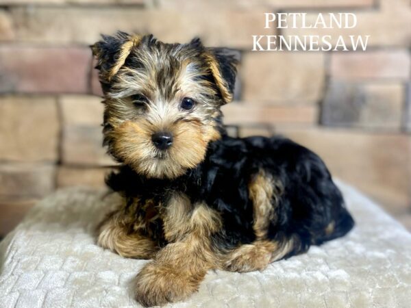Yorkshire Terrier – 29512