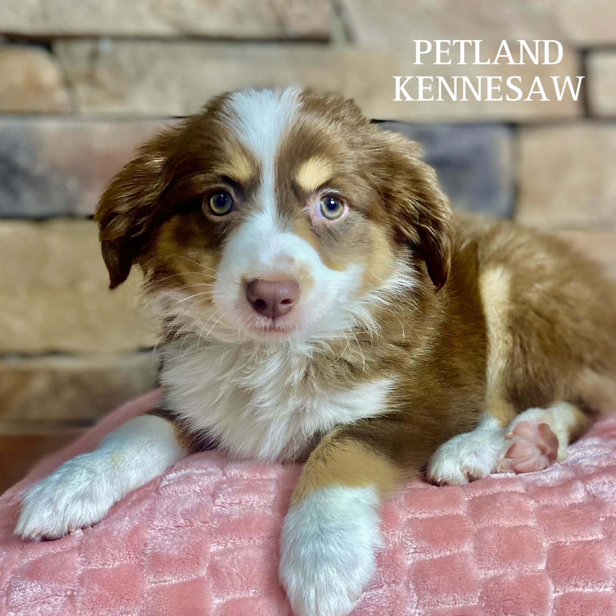 Miniature Australian Shepherd - 29529 Image #1