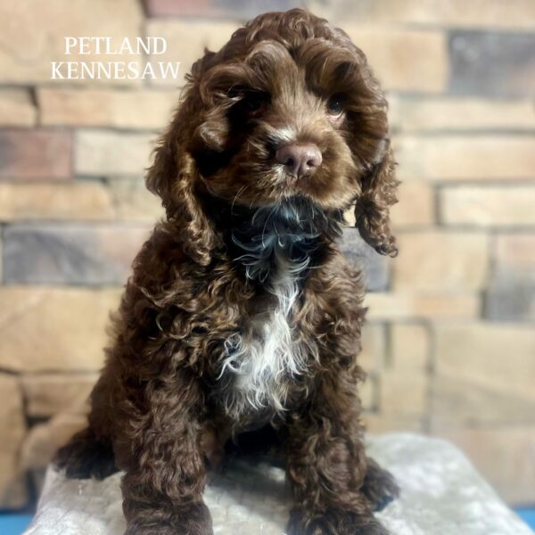 Cocker Spaniel – 29557