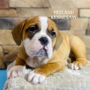 Beabull – 29558