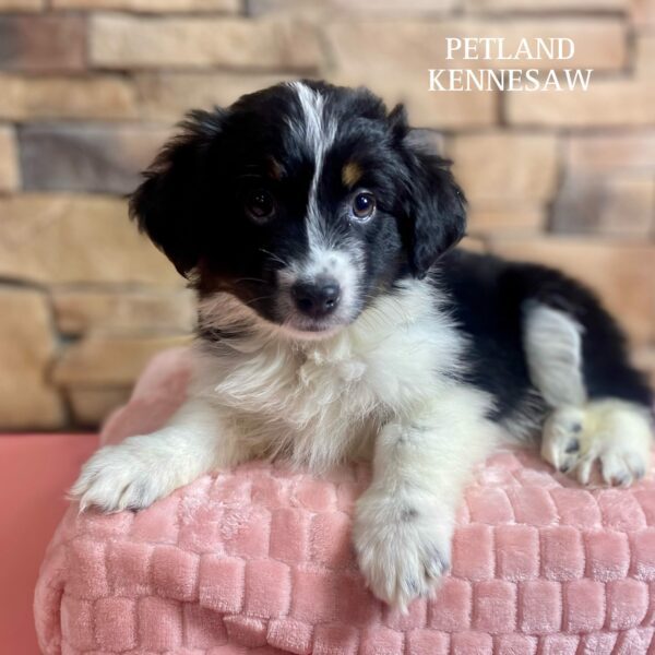 Australian Shepherd – 29547