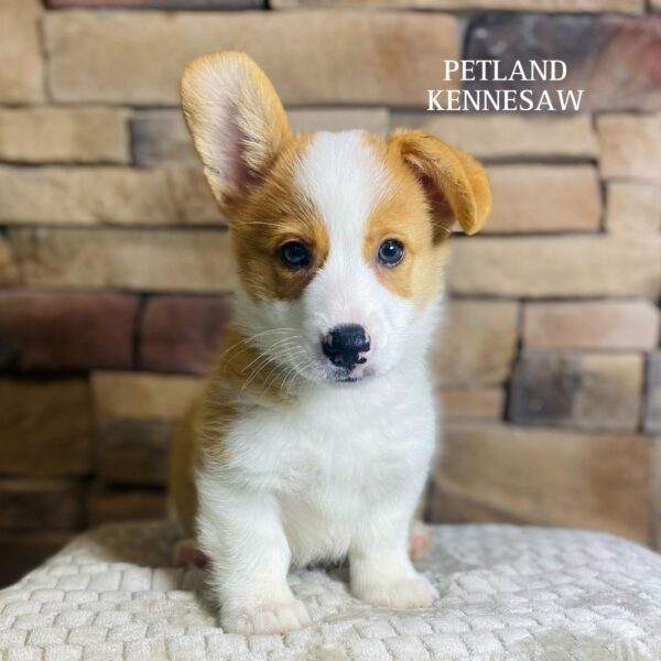 Pembroke Welsh Corgi – 29527