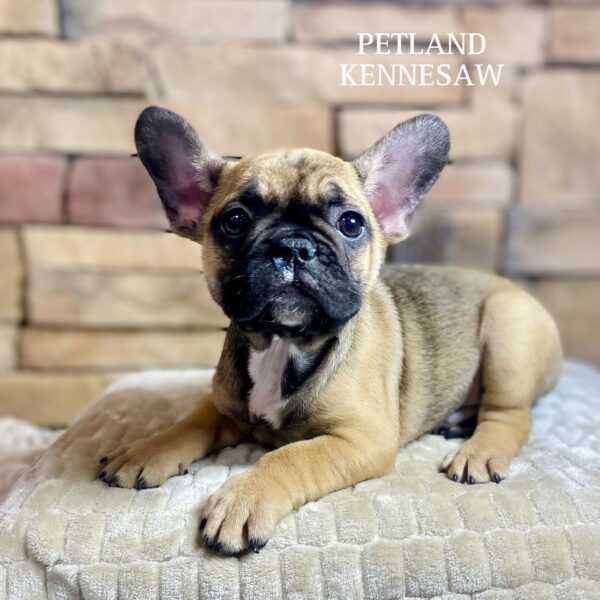 French Bulldog – 29530