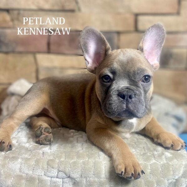 French Bulldog – 29566