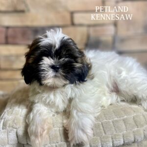 Shih Tzu – 29521