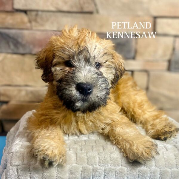 Soft Coated Wheaten Terrier – 29542