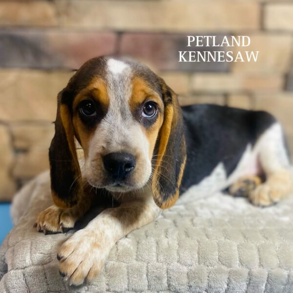 Beagle – 29538