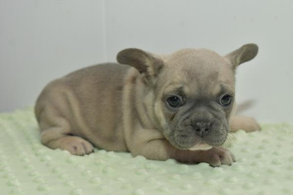 French Bulldog – 29572