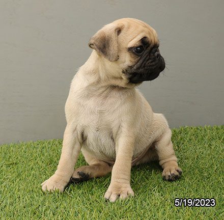 Pug – 29594