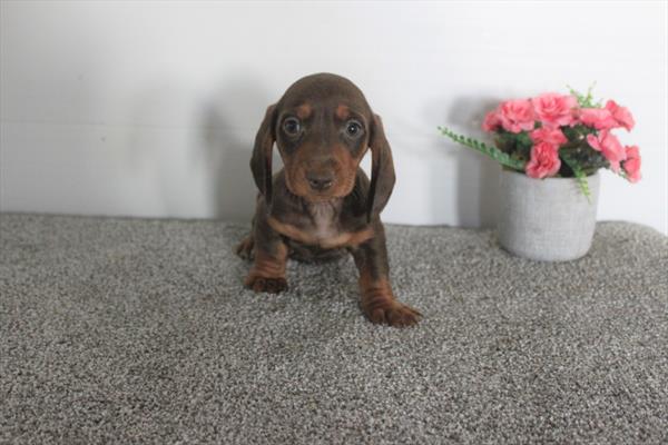 Dachshund – 29580
