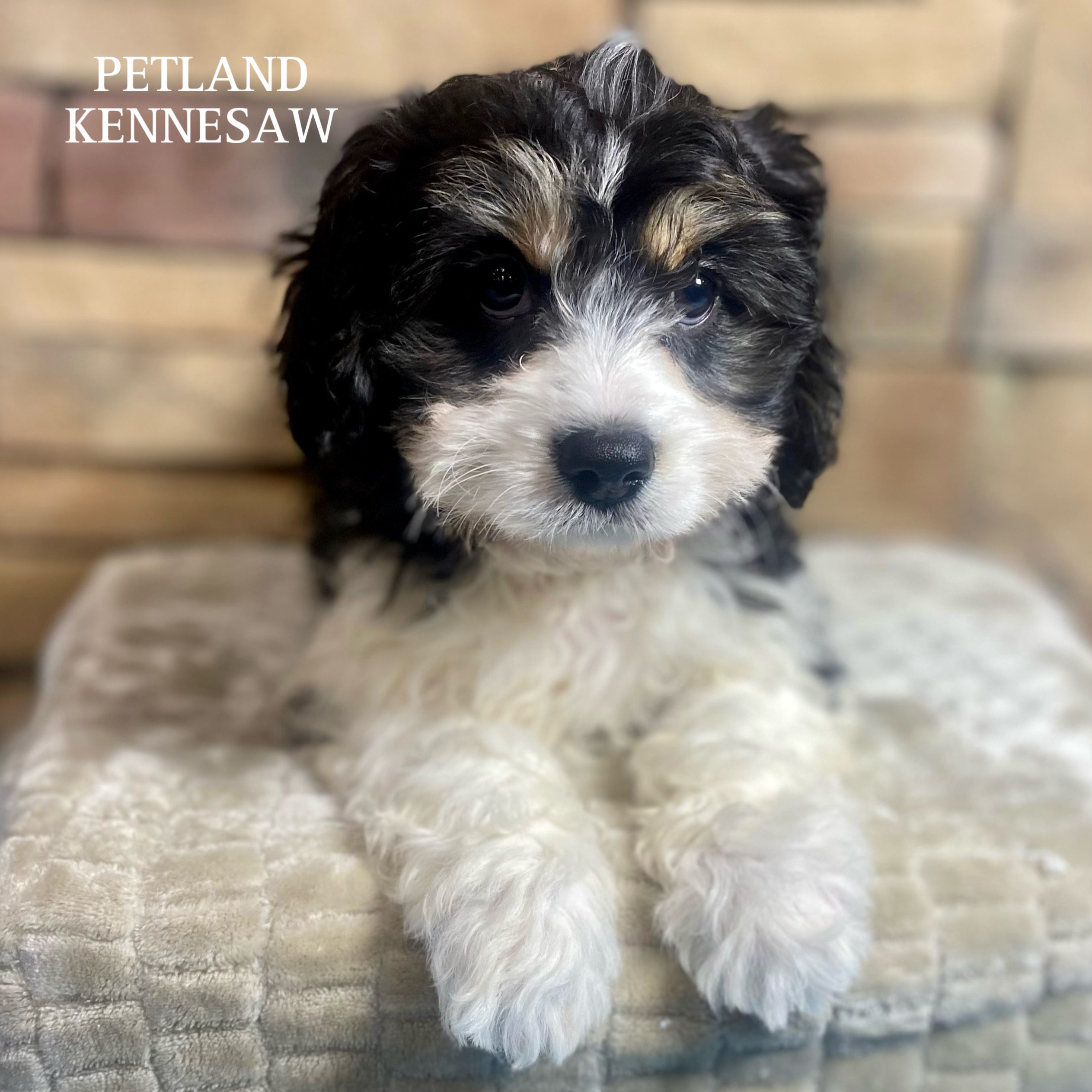 How Often Should I Feed My Cavachon Puppy