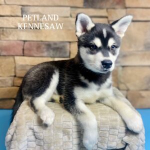 Alaskan Klee Kai – 29569