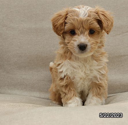 Maltipoo – 29590