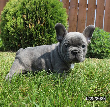 French Bulldog – 29592