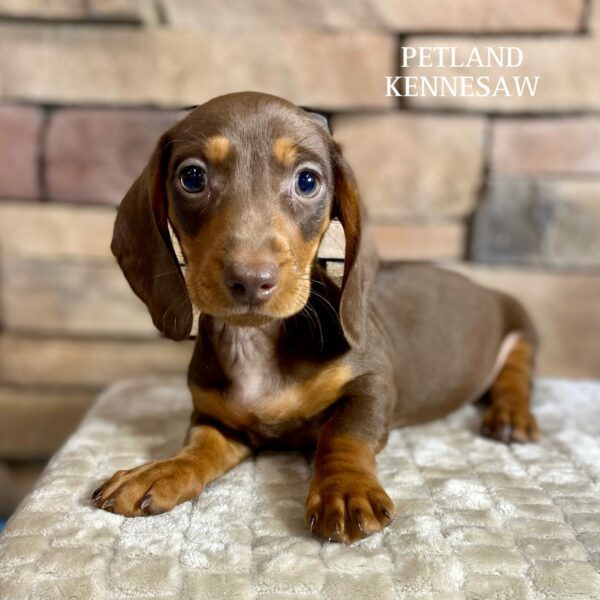 Dogs & Puppies for Sale Near Atlanta Petland Kennesaw,